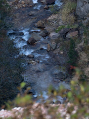 stream in the forest