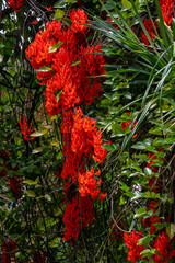 The beautiful red flowers of the New-Guinea Creeper or Scarlet Jade Vine scientific name Mucuna...