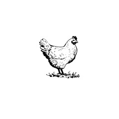 Fototapeta na wymiar agriculture, animal, background, badge, beak, beauty, bird, black, breast, chick, chicken, chicken icons, chicken silhouette, cock, design, domestic, egg, farm, farm birds, farming, food, fowl, fried.