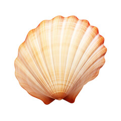 Shell,sea shell,beautiful sea shall for decoration isolated on transparent background,transparency 