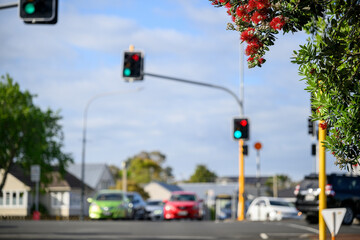 Cars stopped at red traffic lights at a busy intersection, Pohutukawa trees in full bloom in...