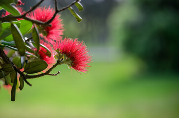 Closeup Pohutukawa blooms in a park. New Zealand Christmas Tree. Auckland.