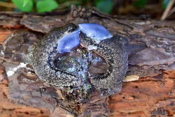 Philomycus carolinianus breeds on brown dry bark, natural background, top view.
