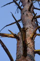 PINE FOREST - Tree trunk with dried skeletons of branches
