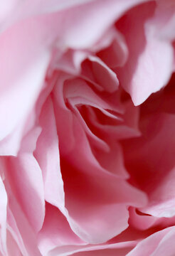 エレガントで美しいピンクのバラ花びらの優しく曲線を描くマクロ接写画像