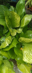 Fototapeta premium Tapak Kuda ornamental plant, KELADI IPOMOEA, taken at close range