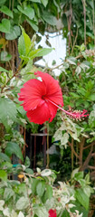 Beautiful red flower Hibiscus rosa-sinensis plant, taken at close range