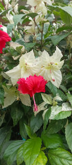 Beautiful red flower Hibiscus rosa-sinensis plant, taken at close range