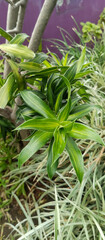 Obraz premium Song of India ornamental plant, taken at close range