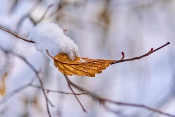 The yellow fallen leaf on the tree branch covered with snow. Vancouver. BC. Canada