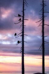 Birds on tree silhouettes against sunset colorful sky. Cypress mountain ski resort. Vancouver. British Columbia. Canada