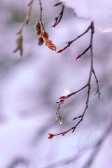 Bare tree branch with buds and water drops against sunset sky. Vancouver. BC. Canada