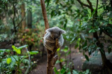 Koala sleeping on tree branch