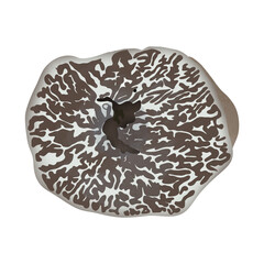 TUBER PANNIFERUM Truffle Tul. And C. Tul, Illustration cartoon design.