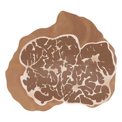 Tuber Borchii truffle mushroom, illustration cartoon design.