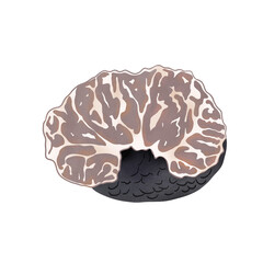 Tuber Mesentericum truffle, illustration cartoon design.