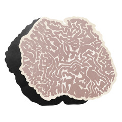 Tuber Uncinatum truffle,Tuber Uncinatum Chatin, illustration cartoon design.