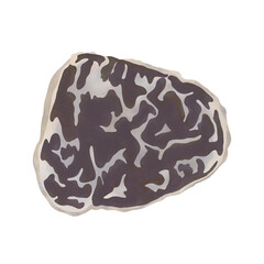 TUBER PUBERULUM Berkeley  Broome, Truffle Illustration cartoon design.