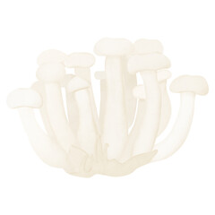 White Shimeji Mushroom, illustration cartoon design.