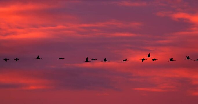 Birds Migration. Flock Of Common Cranes Or Eurasian Cranes Fly In Sunny Sunset Sunrise Sky. Common Crane Or Grus Grus. Nesting Cranes, Nest. Europe. Yellow orange pink violet purple Colors, Dark Birds