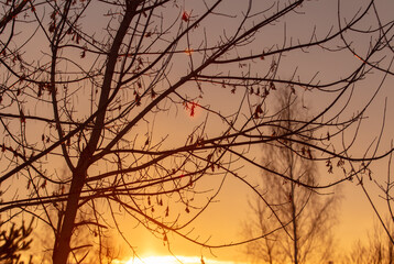 Bare tree branches at sunset in winter
