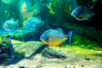 Piranhas small fishes withe great hunger