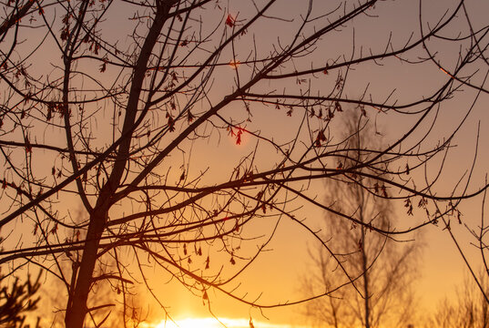 Bare tree branches at sunset in winter © schankz