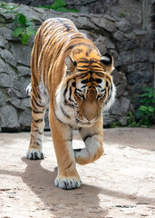 A tiger walks in the zoo