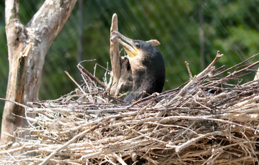 Portrait of a cormorant in a nest