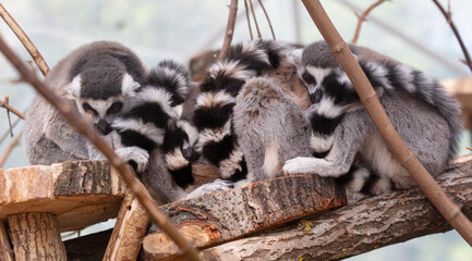 Sleeping lemurs on a tree