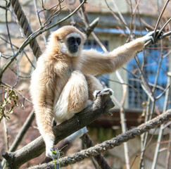 Portrait of a monkey in the zoo
