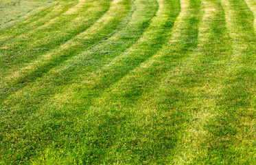 Green lawn as a background. Texture