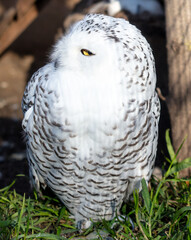 Portrait of an owl in the zoo