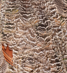 Pheasant feathers as an abstract background. Texture