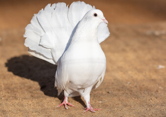 Portrait of a white pigeon on a farm