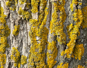 Yellow moss on tree bark as an abstract background. Texture