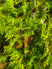 Green thuja branches in nature as a background