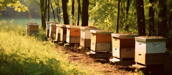 Bee-filled hives in an apiculture setting.