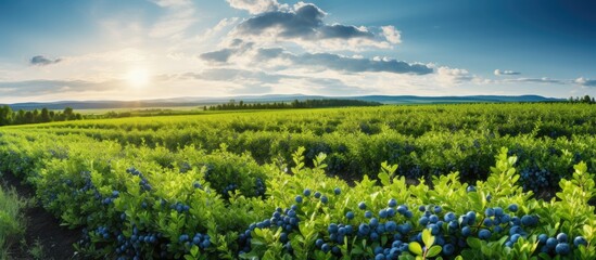 A large organic farm features rows of cultivated, lush blueberry bushes producing sweet fruit under a sunny sky, with green grass between the drills.