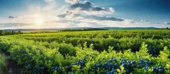 Zelfklevend Fotobehang A large organic farm features rows of cultivated, lush blueberry bushes producing sweet fruit under a sunny sky, with green grass between the drills. © AkuAku