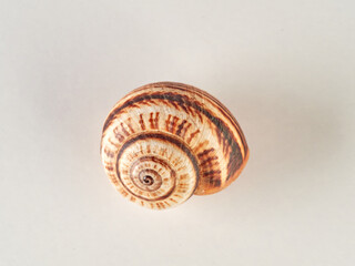 the white garden snail. Theba pisana