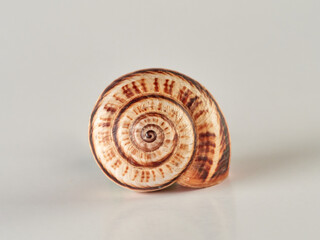 the white garden snail. Theba pisana