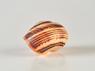 the white garden snail. Theba pisana