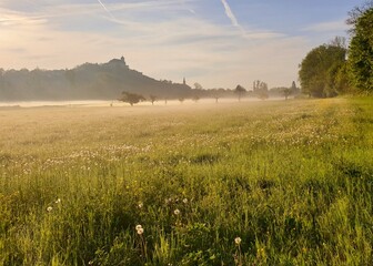 field of wheat