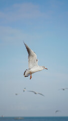 A duck in flight