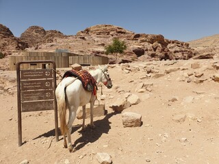 Horse in the desert