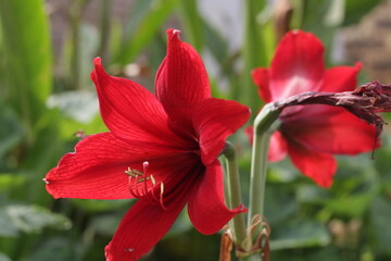 selective focus of a pair of Amaryllis Flowers, red hibiscus. Bright red flowers with fine filaments visible, bokeh background