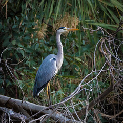 grey heron ardea cinerea