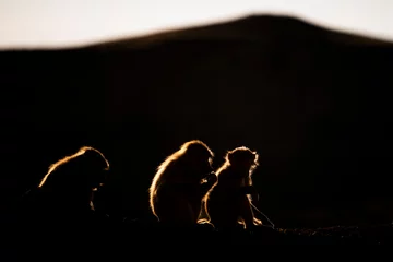 Foto auf Alu-Dibond Silhouette of a monkey in a dark background. Hamadryas baboon, Papio hamadryas, The Asir Mountains, Saudi Arabia. © Szymon Bartosz