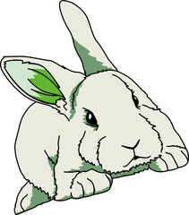 うさぎ（Rabbit）